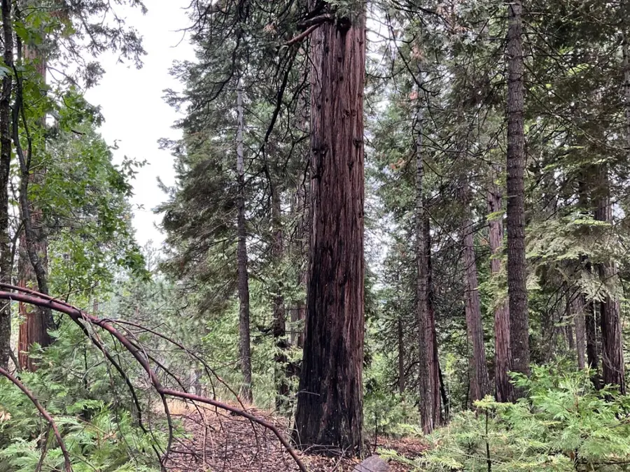 1526 Seminole, Arnold, CA 95223 - #3