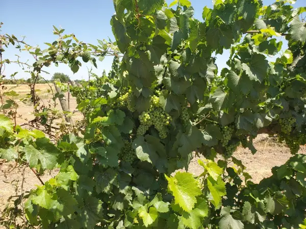 10698 W Barber Road, Thornton, CA 95686