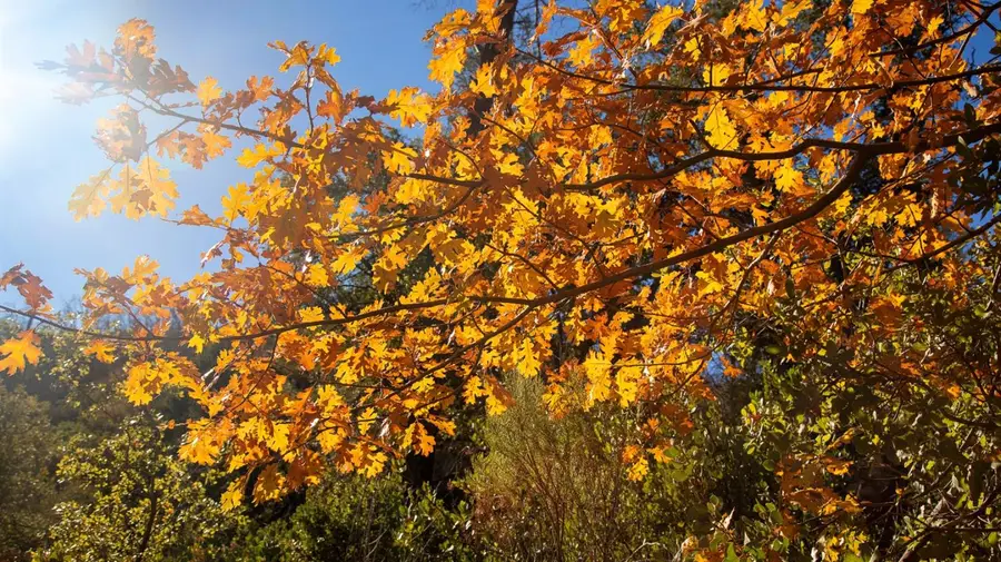 0 Hawver Road, San Andreas, CA 95249 - Image #2