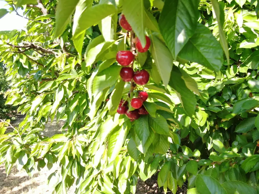 21167 N Tretheway Road, Acampo, CA 95220 - Image #2