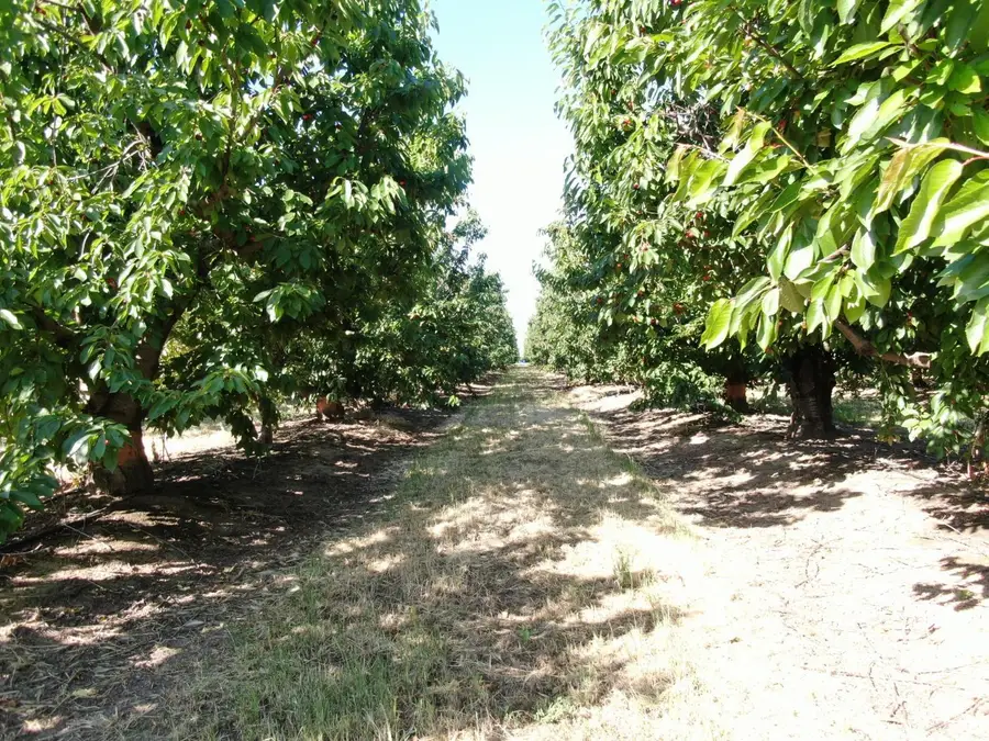 21167 N Tretheway Road, Acampo, CA 95220 - Image #3