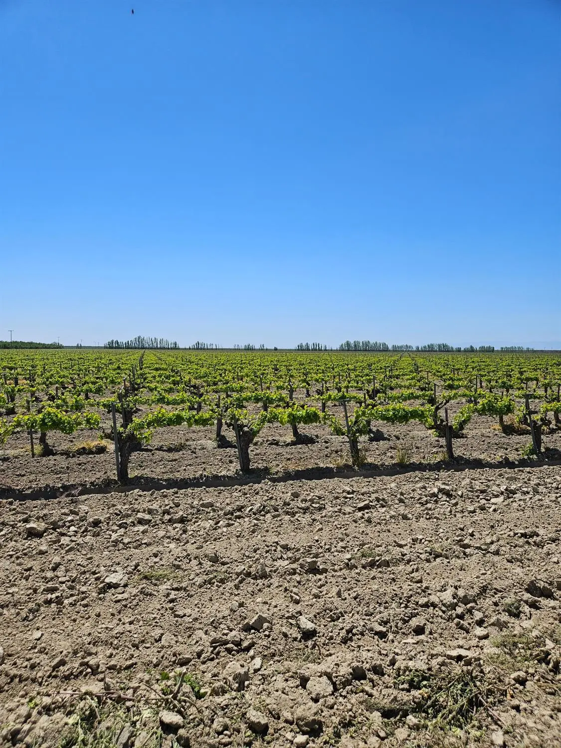 0 W North Avenue, Kerman, CA 93630 - #1