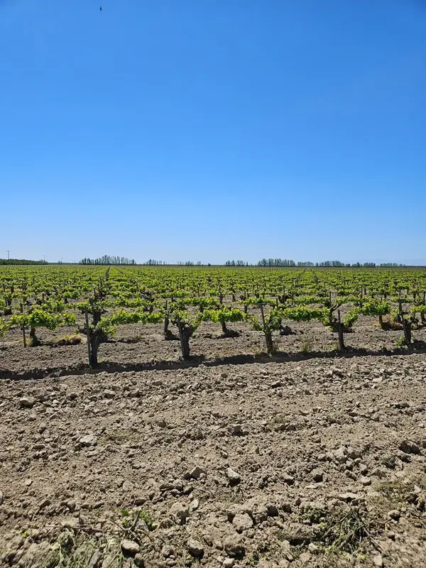 0 W North Avenue, Kerman, CA 93630