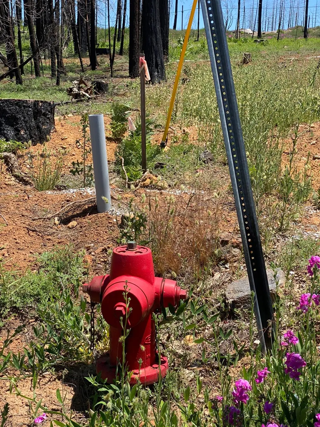 5202 Wooded Glen Road, Grizzly Flats, CA 95636 - Image #1