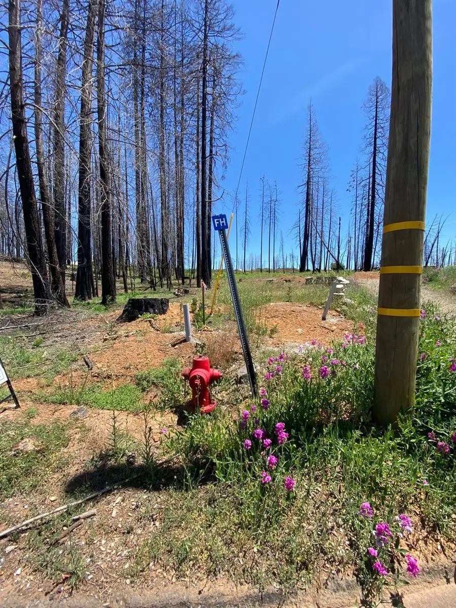 5202 Wooded Glen Road, Grizzly Flats, CA 95636 - Image #2