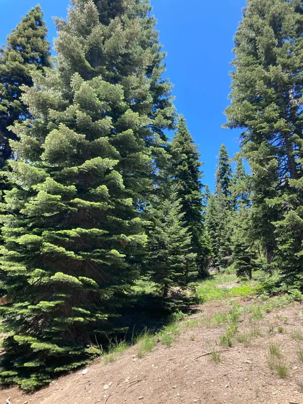 179 Norton Meadows Rd., Bucks Lake, CA 95971