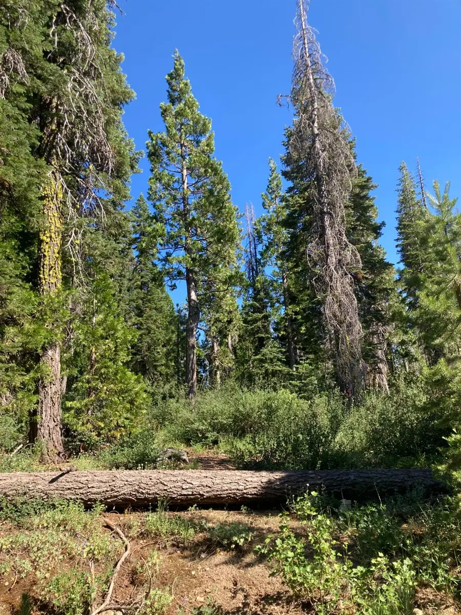 180 Bucks Meadow Drive, Bucks Lake, CA 95971 - Image #3