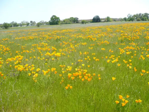 0 Cr 87, Winters, CA 95694