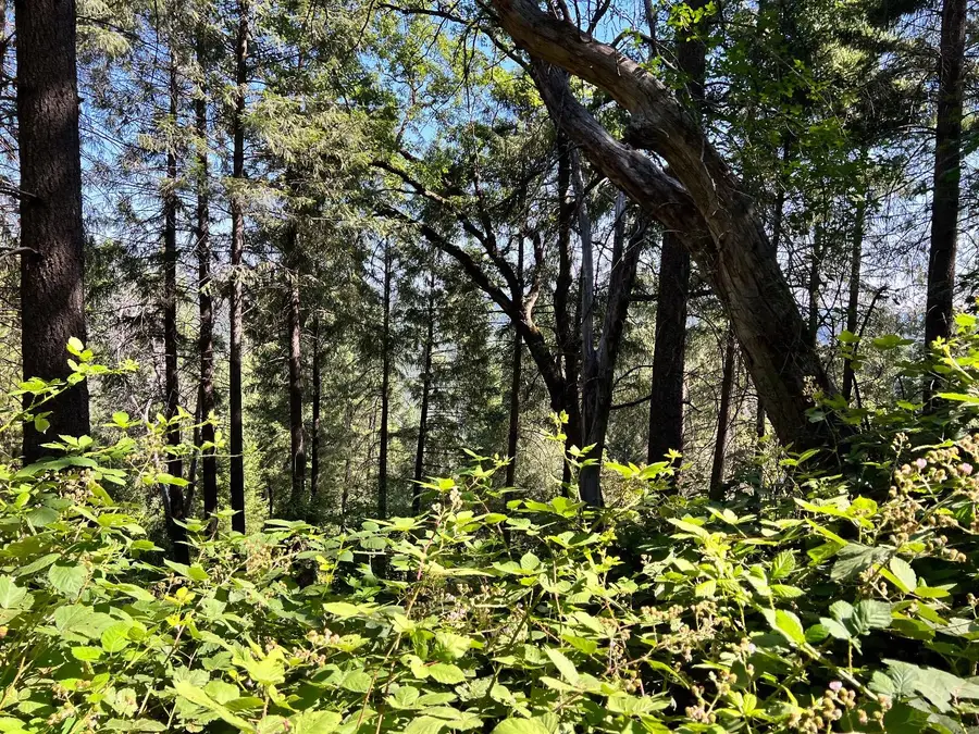 75 Bottle Hill Road, Georgetown, CA 95634 - Image #3