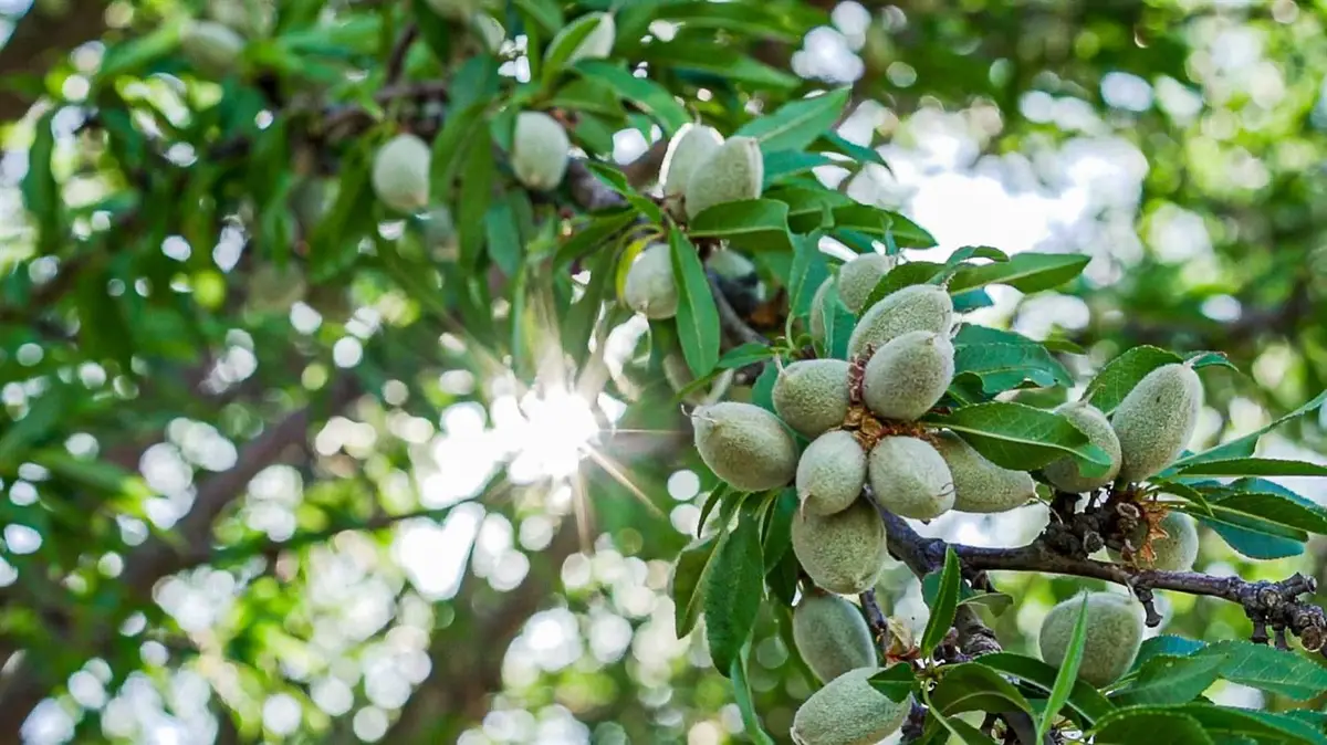 0 Lassen Avenue, Five Points, CA 93624 - Image #1