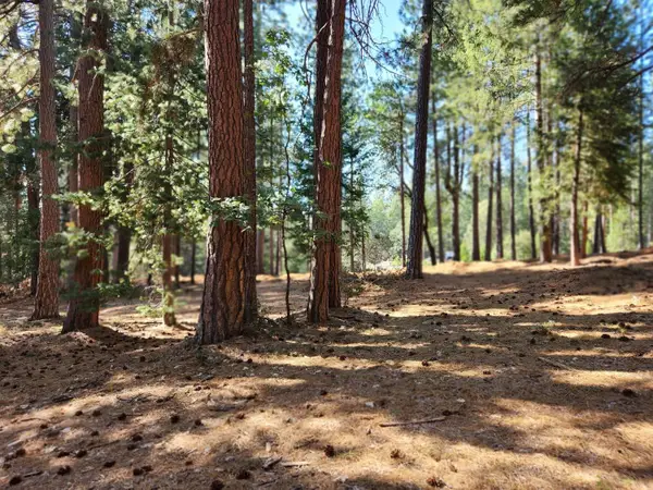 165 Secret Town Lane, Colfax, CA 95713