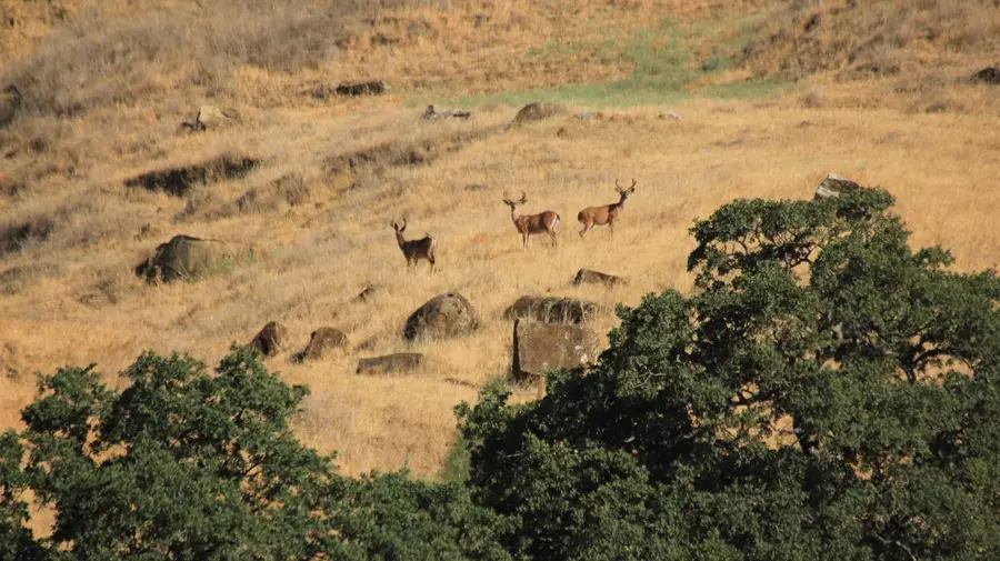 20475 County Road 57, Guinda, CA 95637 - Image #3