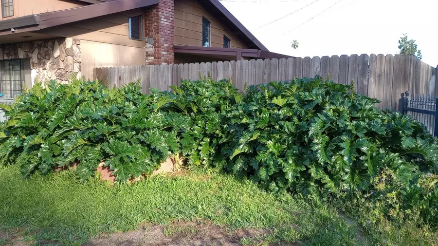 1625 Catalpa Street, Olivehurst, CA 95961 - Image #2