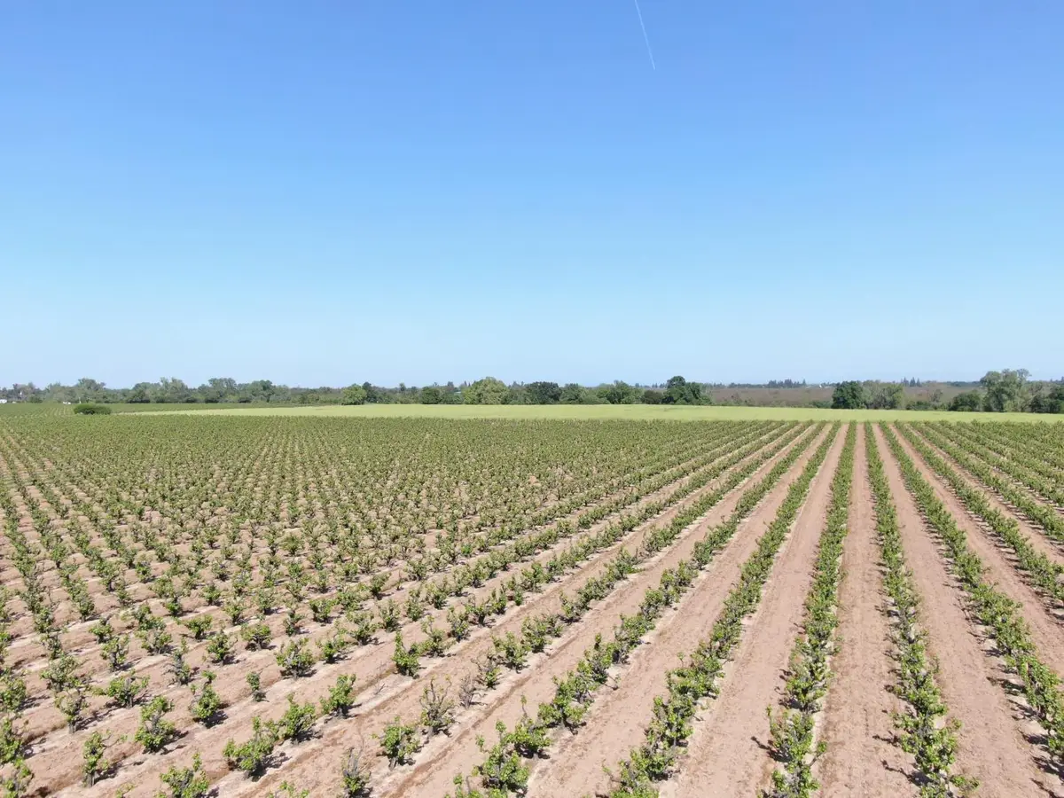 19991 N Tretheway Road, Acampo, CA 95220 - Image #1