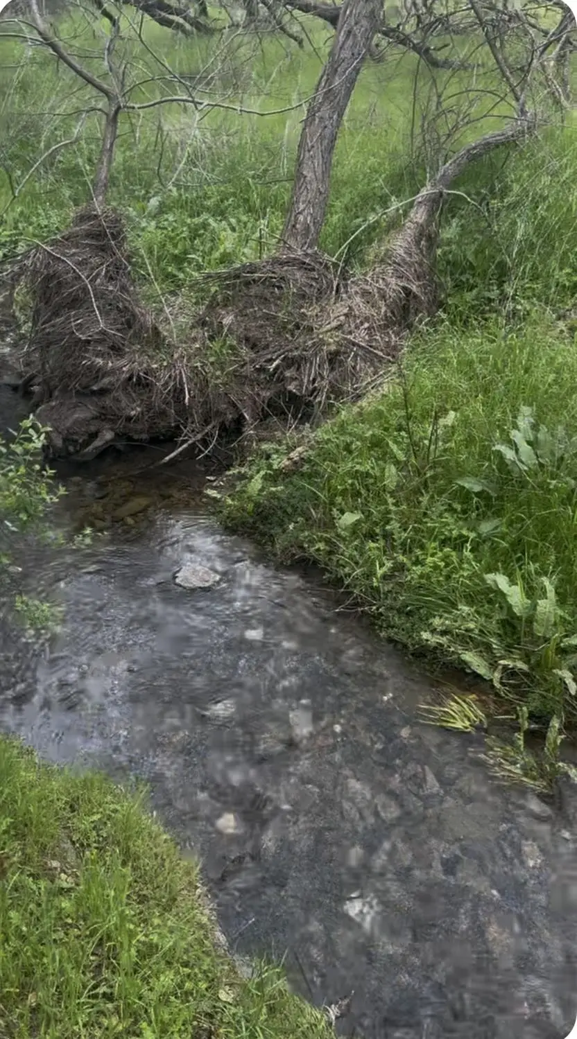 679 Zarzamora, La Grange, CA 95329 - Image #3