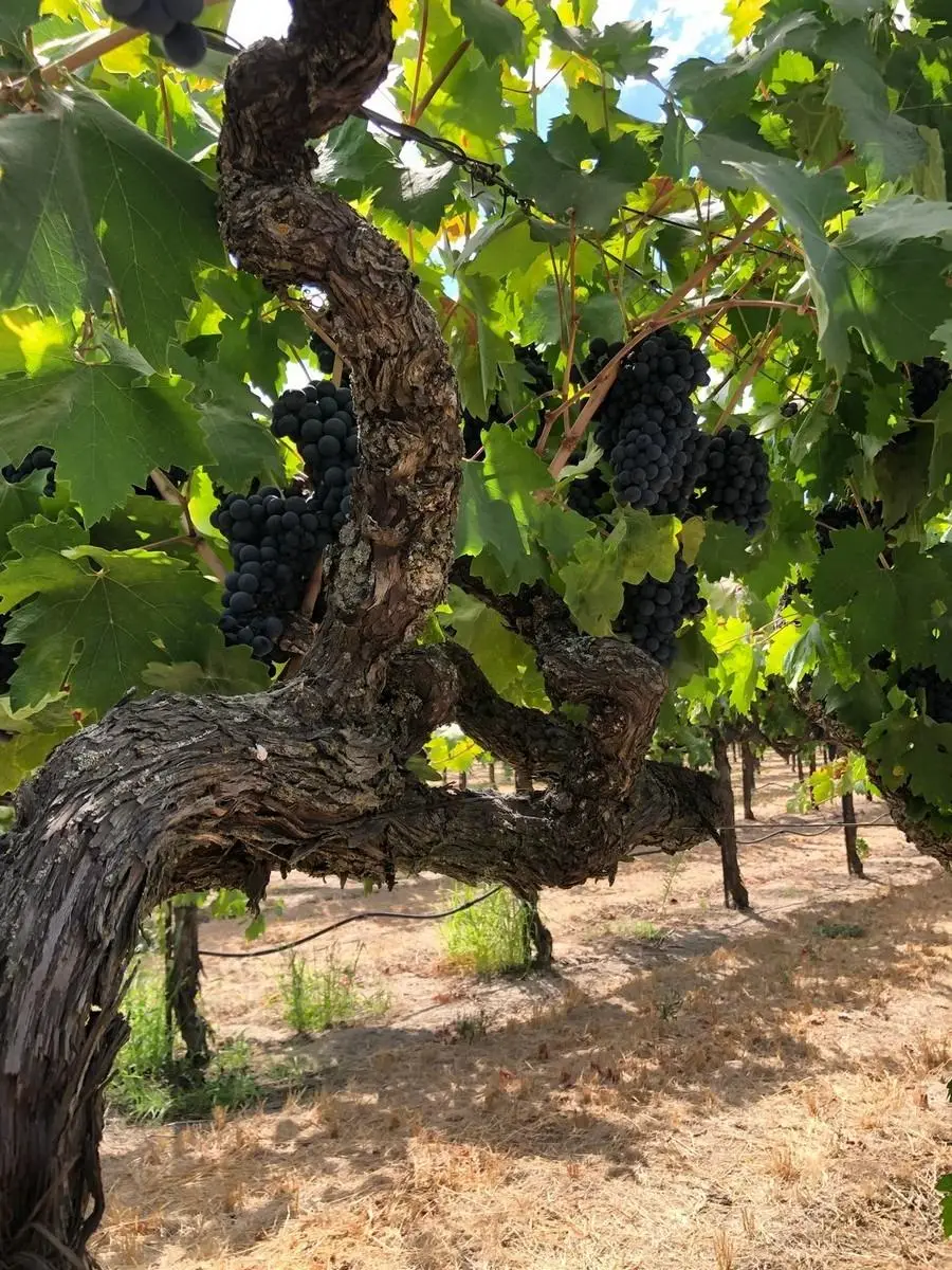 23371 N Davis Road, Lodi, CA 95242 - Image #2