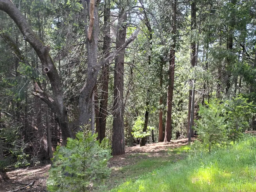 5662 Daisy Circle, Pollock Pines, CA 95726 - Image #3