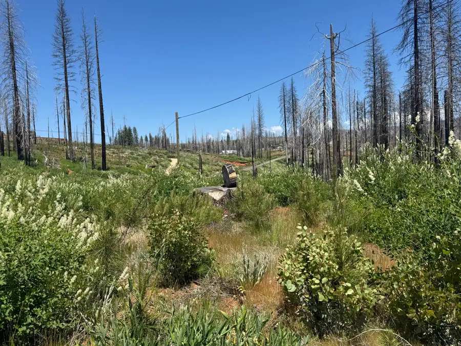 5309 Golden Aspen Drive, Grizzly Flats, CA 95636 - Image #3