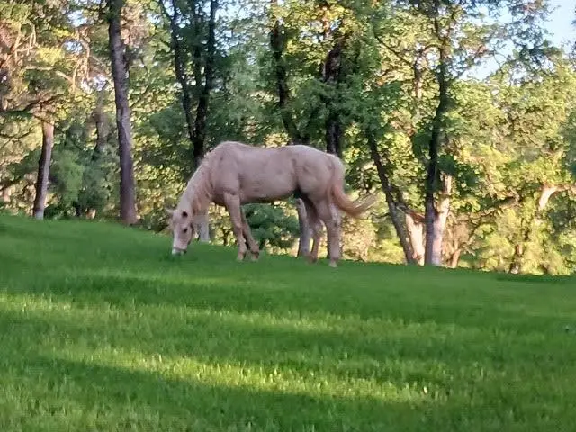 6550 Garden Park Drive, Garden Valley, CA 95633 - Image #2