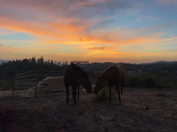 6165 Starlight Lane, Mountain Ranch, CA 95246