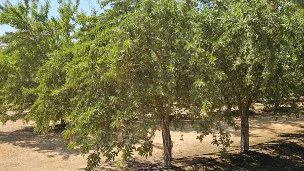 19100 County Road 86a, Esparto, CA 95627