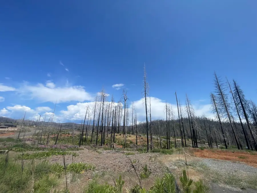 10141 Grizzly Flat Road, Grizzly Flats, CA 95636 - Image #3