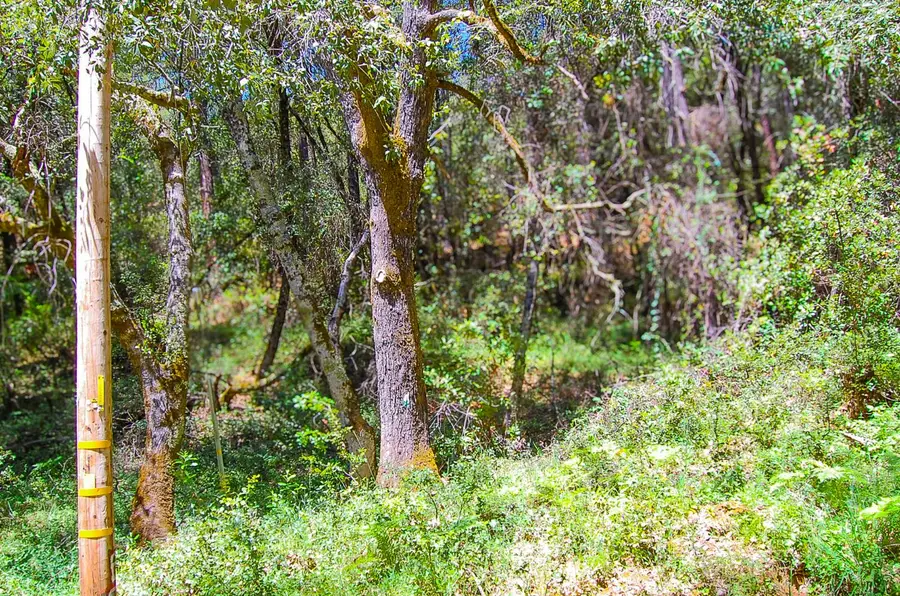 14515 Manzanita Road, Sutter Creek, CA 95685 - Image #3