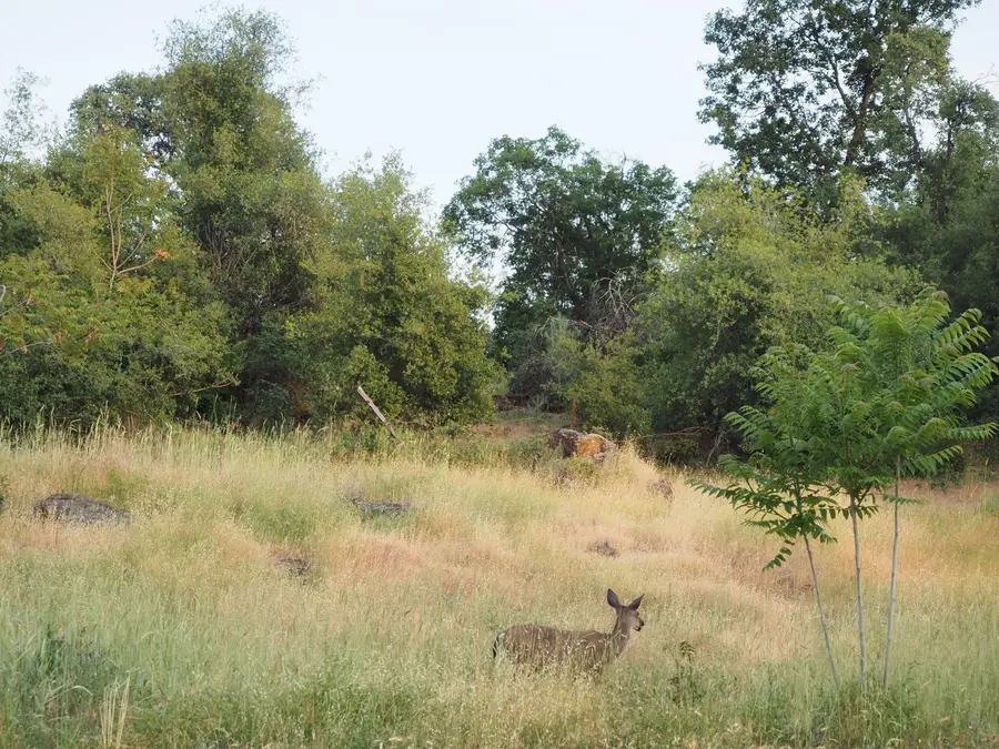 21705 S Powerhouse Road, Manton, CA 96059 - Image #3