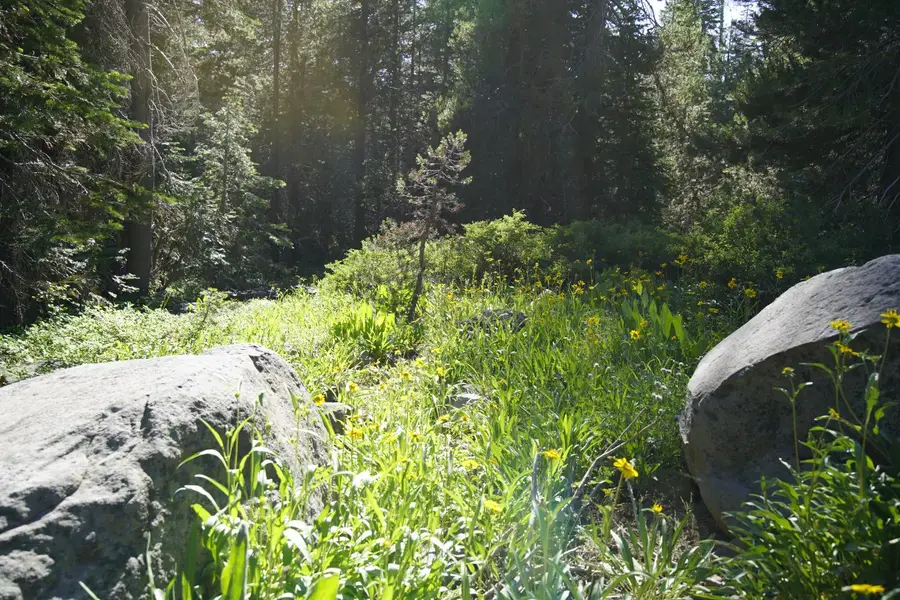 0 Forest 41 Road, Soda Springs, CA 95728 - Image #2