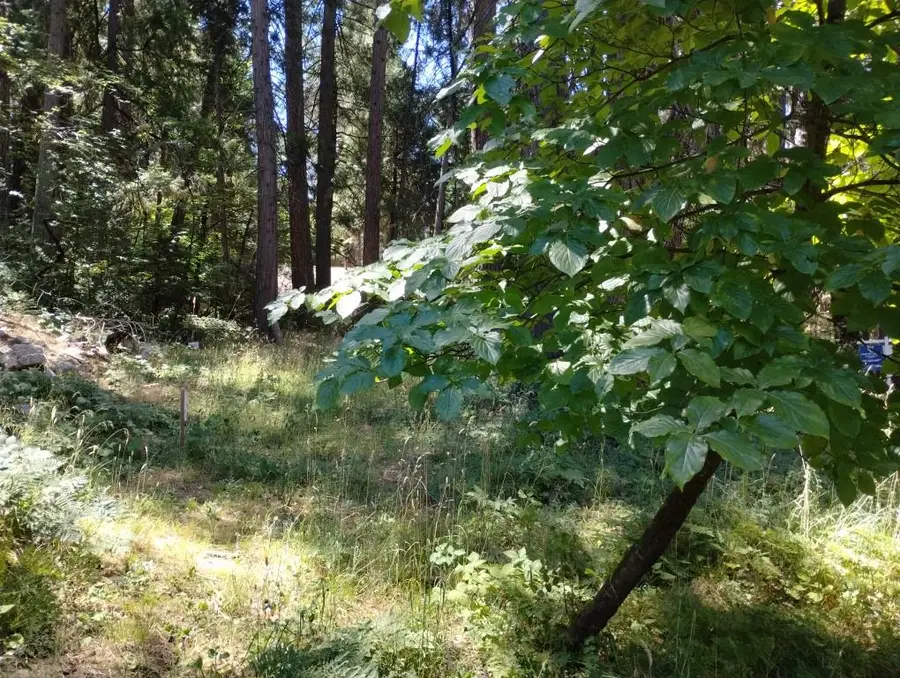 506 Silva Avenue, Nevada City, CA 95959 - Image #3