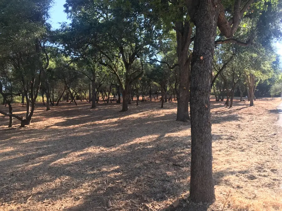 4706 Hillwood Dr, Shingle Springs, CA 95682 - Image #3