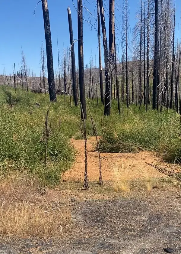 4708 Creekside, Grizzly Flats, CA 95636