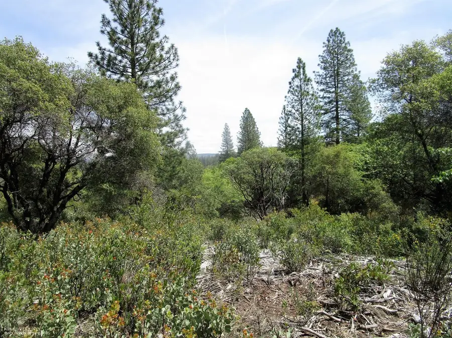 24271 Hoyt Crossing Road, North San Juan, CA 95960 - Image #3