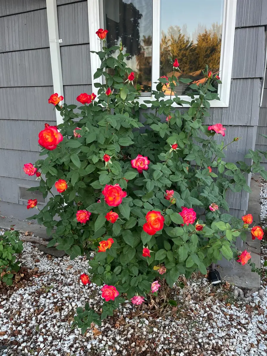 1640 Melanie Lane, Yuba City, CA 95991 - Image #3