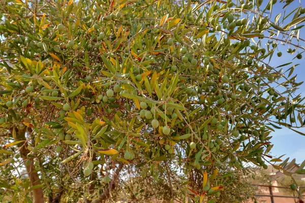 0 Bar Du Lane, Sacramento, CA 95829