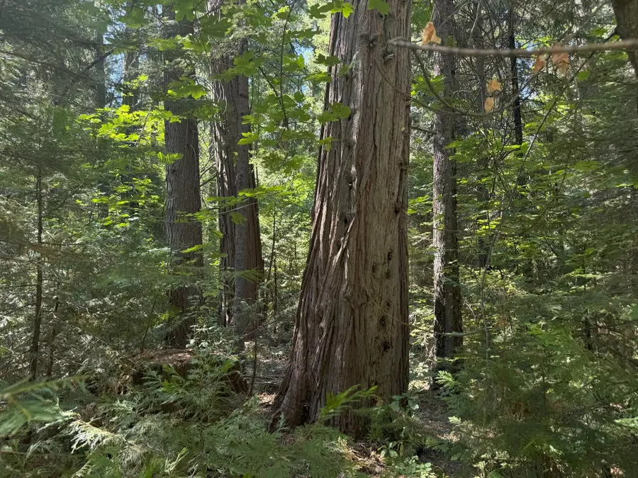 11725 Phelps Hill Road, Nevada City, CA 95959 - Image #3