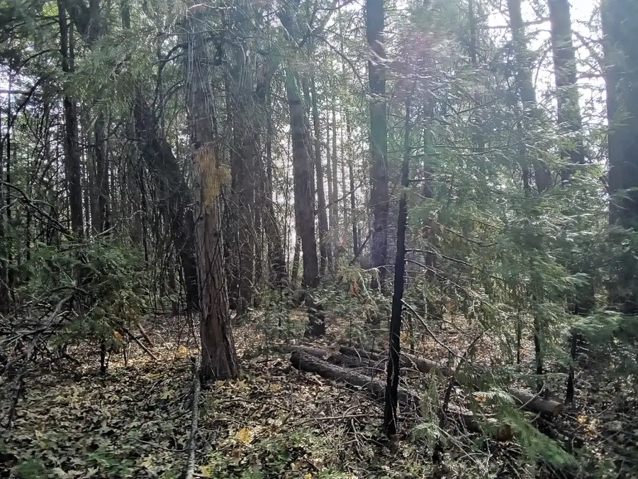 0 3 Just Road, Iowa Hill, CA 95713 - Image #3