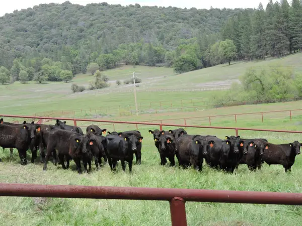 10449 Converse Road, Coulterville, CA 95311