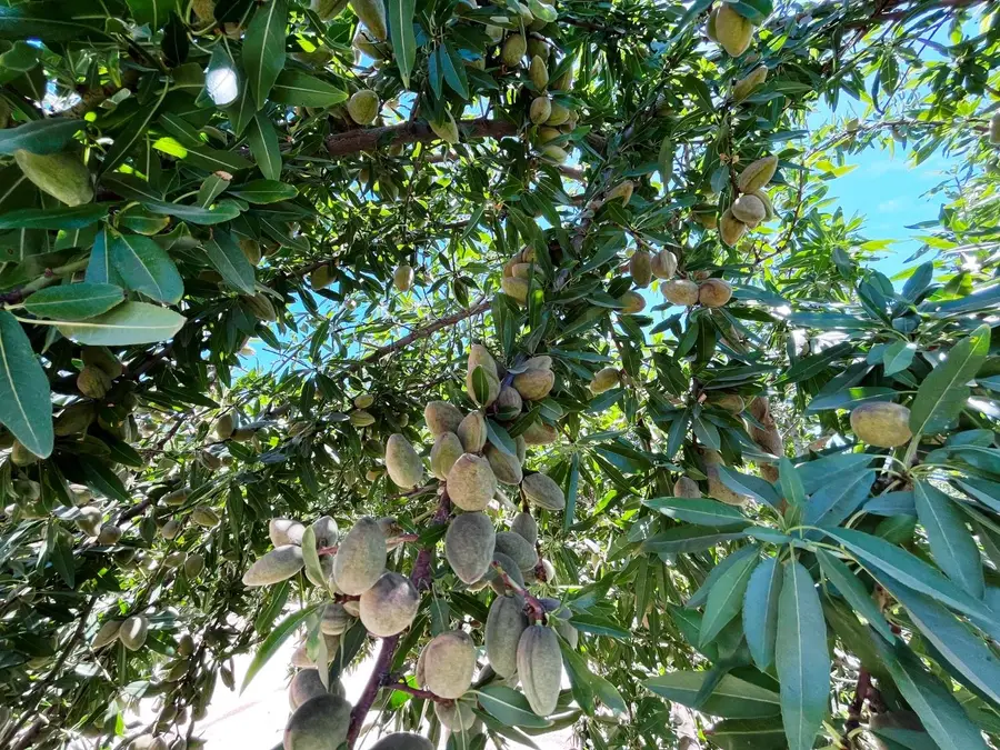 14359 Sunset Drive, Livingston, CA 95334 - Image #3