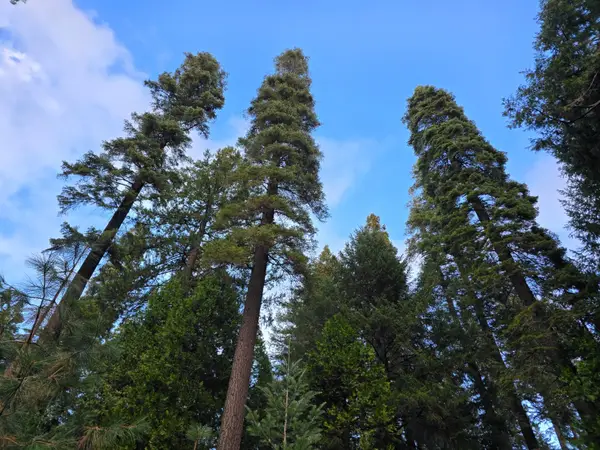 0 Blair Road, Pollock Pines, CA 95726