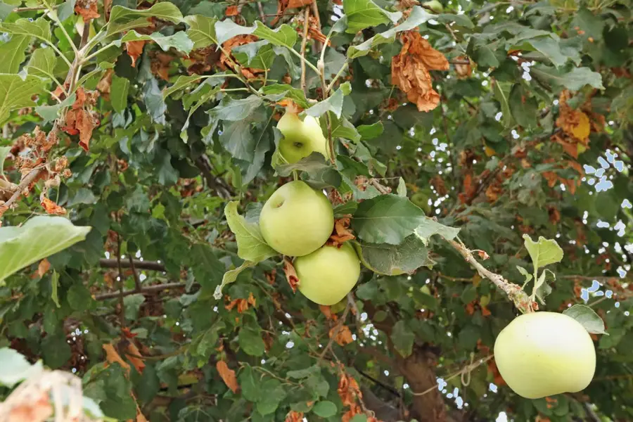 421 E Elm Street, Lodi, CA 95240 - Image #3