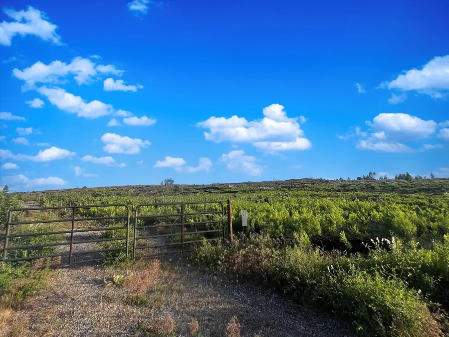 2157 Backwoods Trail, Grizzly Flats, CA 95636 - Image #2