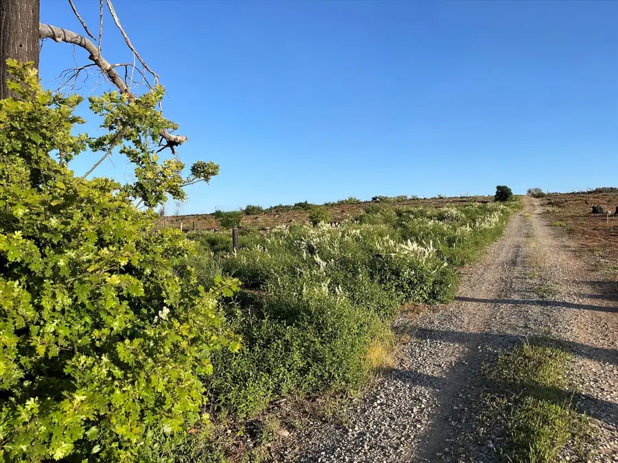 2157 Backwoods Trail, Grizzly Flats, CA 95636 - Image #3