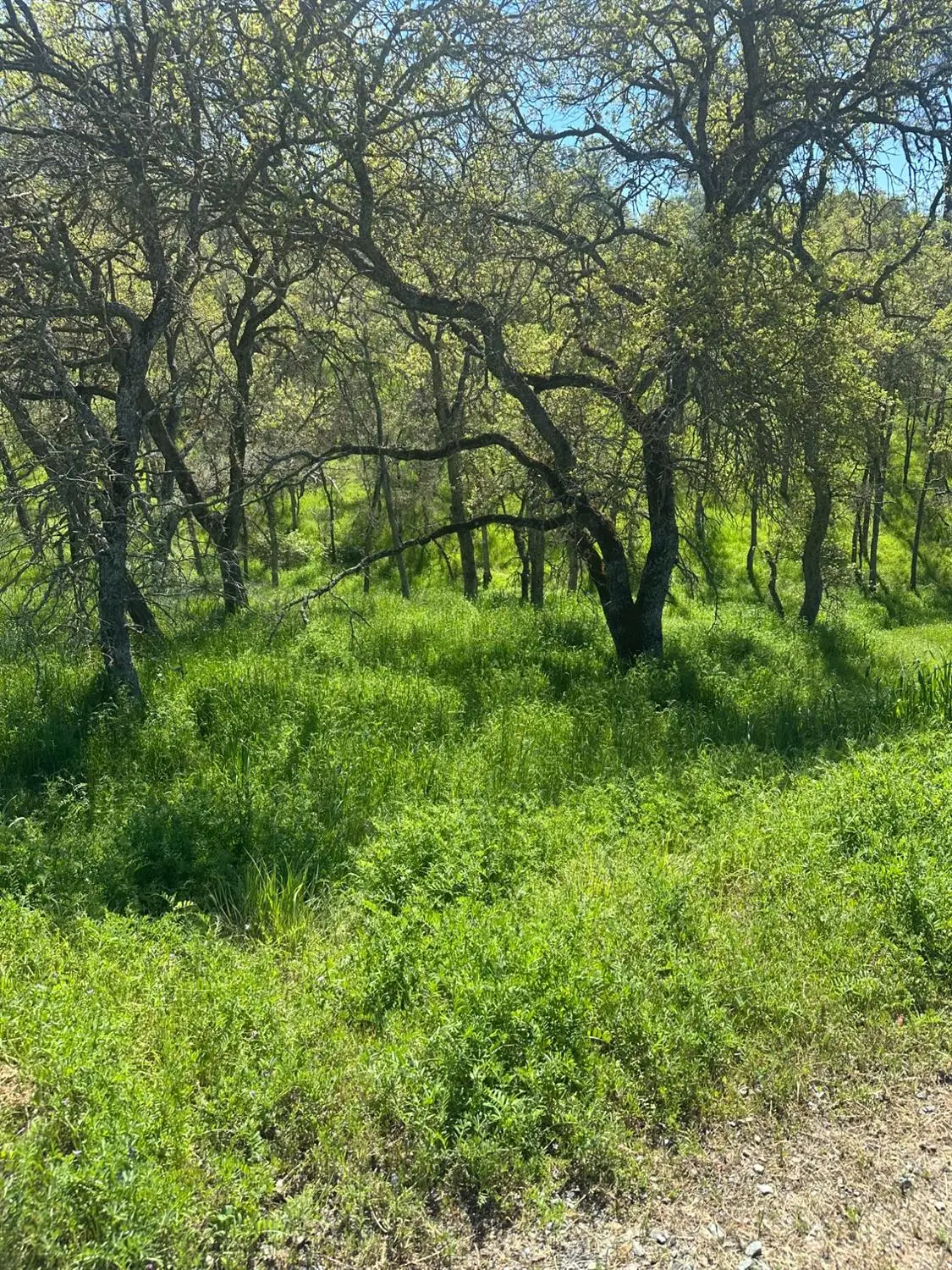 6296 Friedman Way, Valley Springs, CA 95252 - Image #1