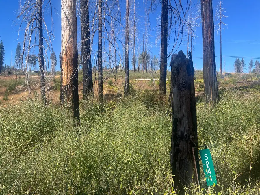 5241 Golden Aspen Drive, Grizzly Flats, CA 95636 - Image #3