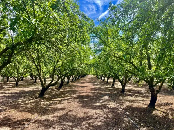 0 Blue Gum Avenue, Modesto, CA 95358