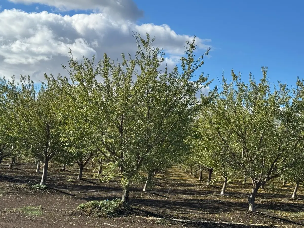 0 Striplin Road, Pleasant Grove, CA 95668 - Image #1