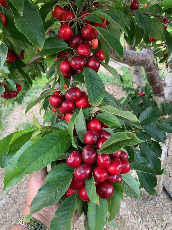 1099 Lemon Avenue, Patterson, CA 95363