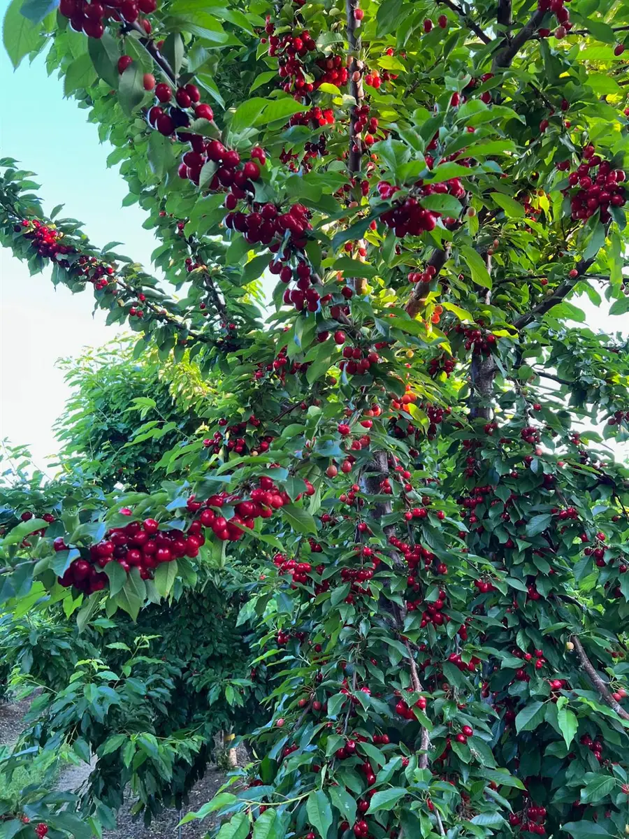 1099 Lemon Avenue, Patterson, CA 95363 - Image #2