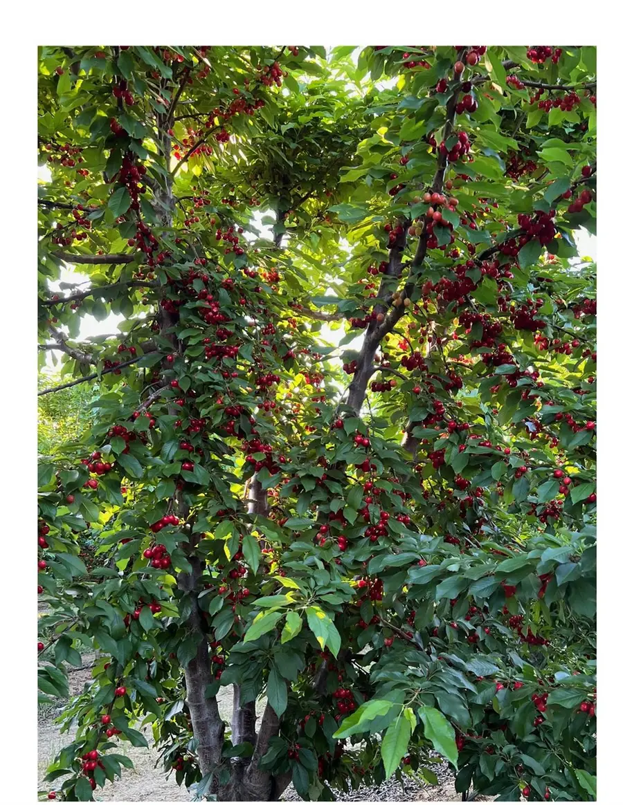 1099 Lemon Avenue, Patterson, CA 95363 - Image #3